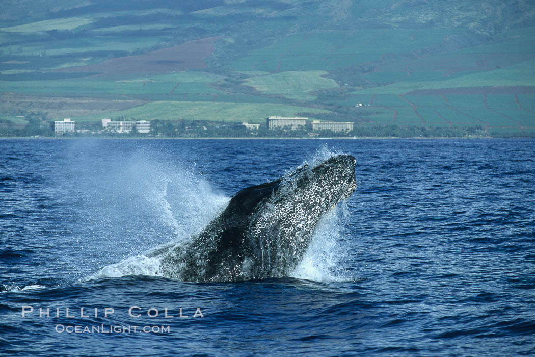 Humpback whale head lunging, rostrum extended out of the water, exhaling at the surface, exhibiting surface active social behaviours. Maui, Hawaii, USA, Megaptera novaeangliae, natural history stock photograph, photo id 04077