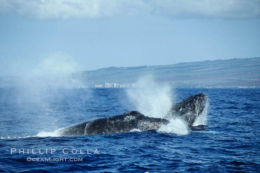 Humpback whale surface active group, male escort head lunging. Maui, Hawaii, USA, Megaptera novaeangliae, natural history stock photograph, photo id 04257