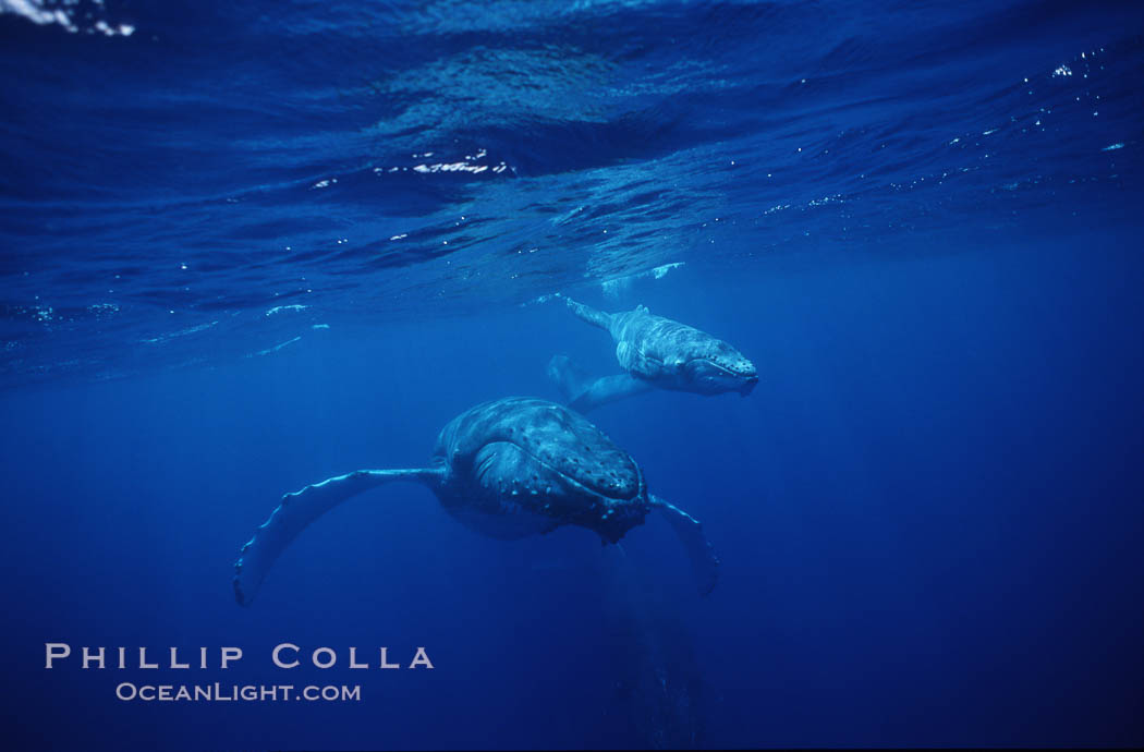 North Pacific humpback whale, cow/calf. Maui, Hawaii, USA, Megaptera novaeangliae, natural history stock photograph, photo id 00138