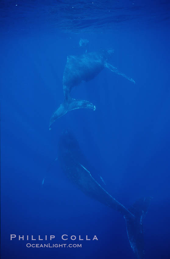 North Pacific humpback whale, cow/calf/escort. Maui, Hawaii, USA, Megaptera novaeangliae, natural history stock photograph, photo id 00142