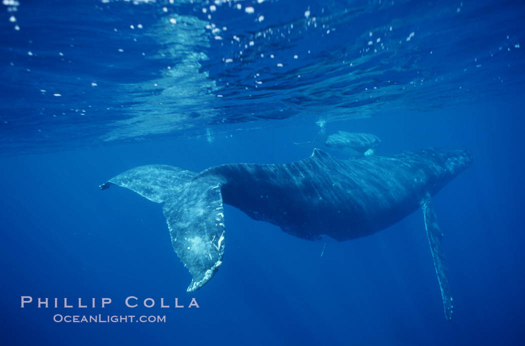 North Pacific humpback whale. Maui, Hawaii, USA, Megaptera novaeangliae, natural history stock photograph, photo id 00146