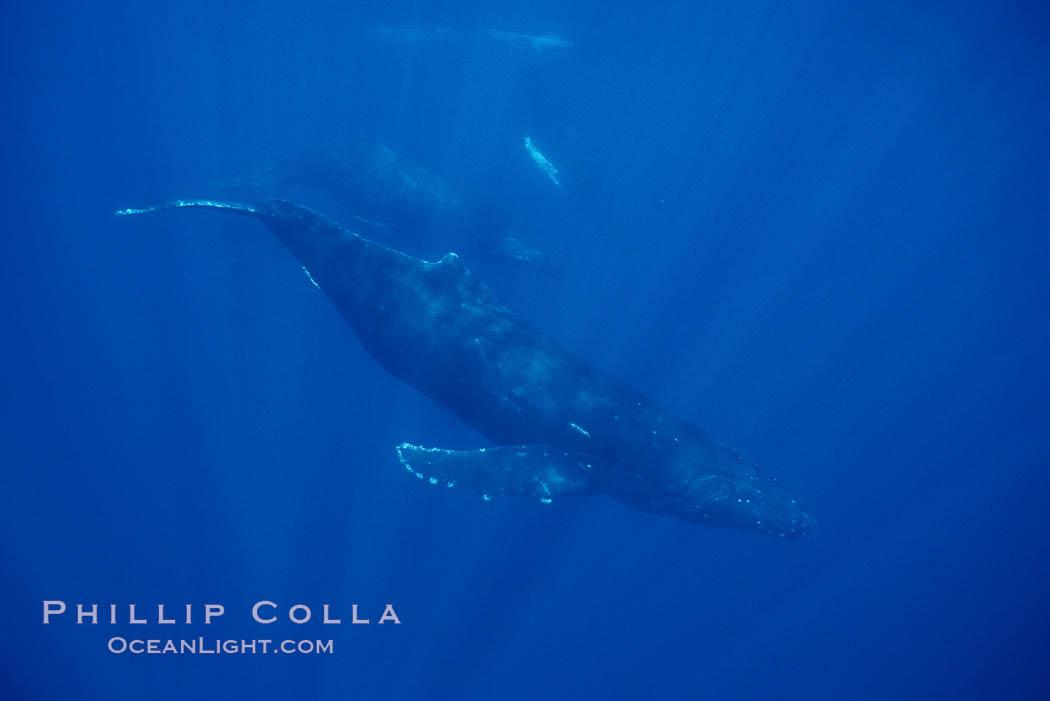 North Pacific humpback whale. Maui, Hawaii, USA, Megaptera novaeangliae, natural history stock photograph, photo id 00162