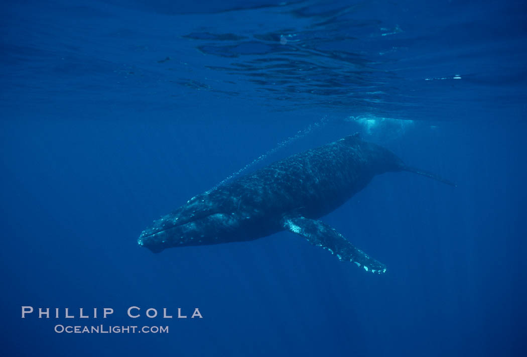 North Pacific humpback whale. Maui, Hawaii, USA, Megaptera novaeangliae, natural history stock photograph, photo id 00166