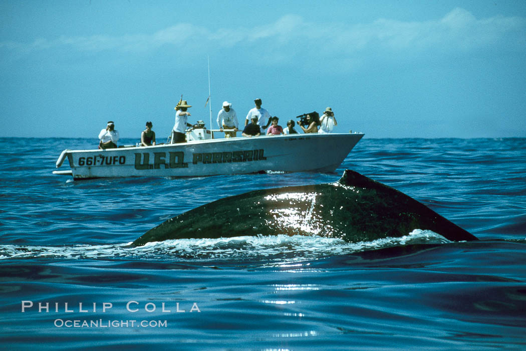 North Pacific humpback whale rounds out near observers. Maui, Hawaii, USA, Megaptera novaeangliae, natural history stock photograph, photo id 01338