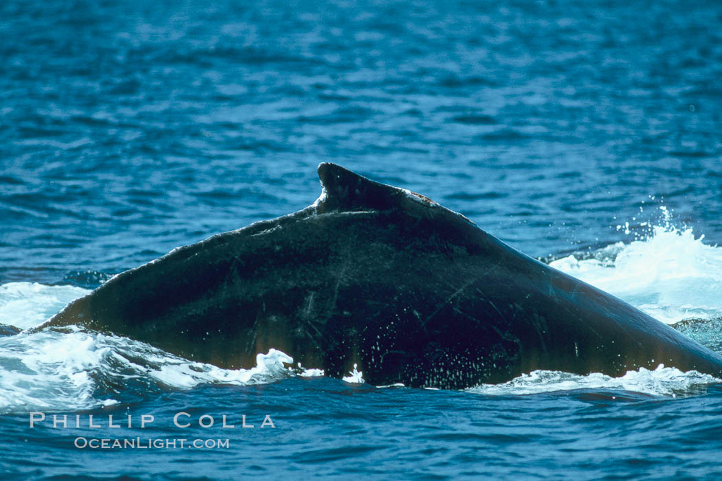Humpback whale rounding out at the surface before diving, showing its dorsal fin. Maui, Hawaii, USA, Megaptera novaeangliae, natural history stock photograph, photo id 01354