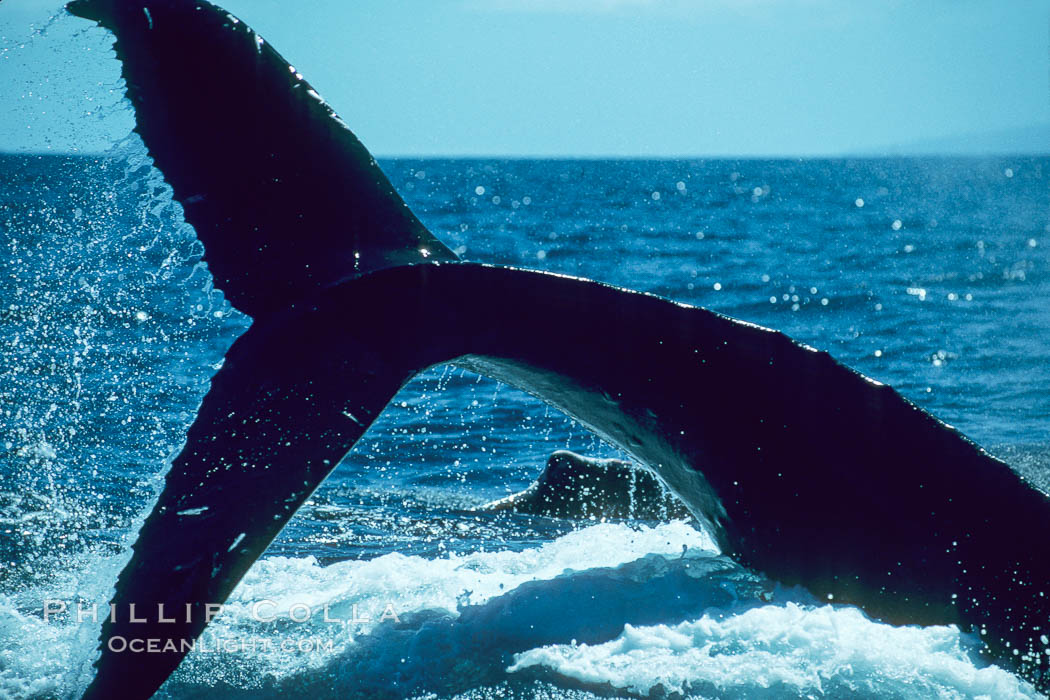 Humpback whale performing a peduncle throw at the surface, swinging its fluke (tail) sideways and flinging water all over. Maui, Hawaii, USA, Megaptera novaeangliae, natural history stock photograph, photo id 01358
