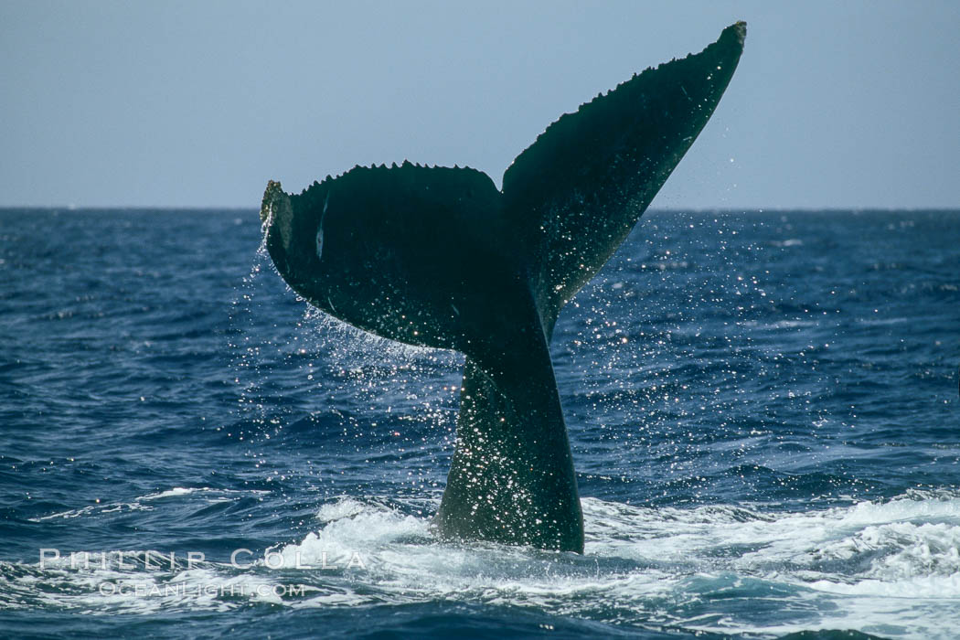 North Pacific humpback whale, fluke help aloft above the water. Maui, Hawaii, USA, Megaptera novaeangliae, natural history stock photograph, photo id 01466