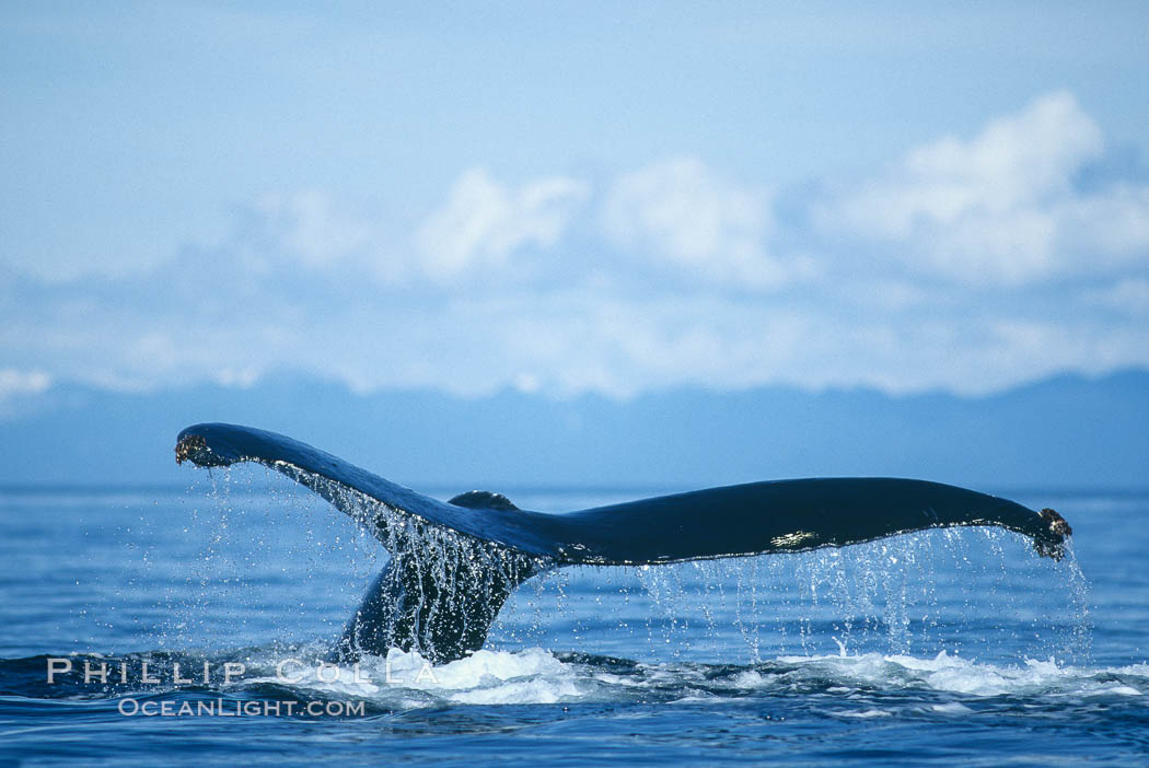 North Pacific humpback whale raising its fluke before diving underwater to forage for herring in southeast Alaska. Maui, Hawaii, USA, Megaptera novaeangliae, natural history stock photograph, photo id 02154