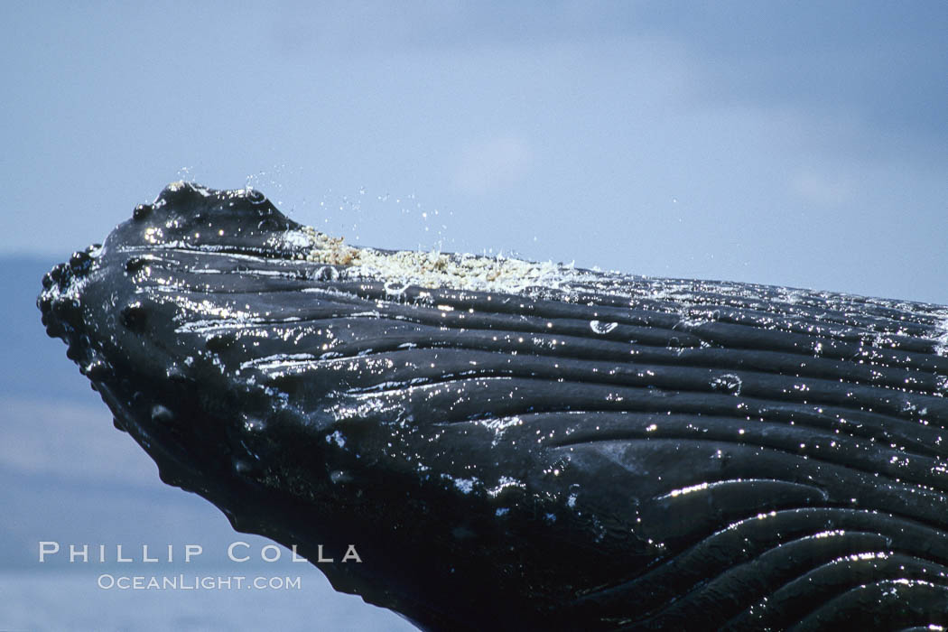Humpback whale rostrum detail showing throat pleats (top), chin and tubercles. Maui, Hawaii, USA, Megaptera novaeangliae, natural history stock photograph, photo id 04278