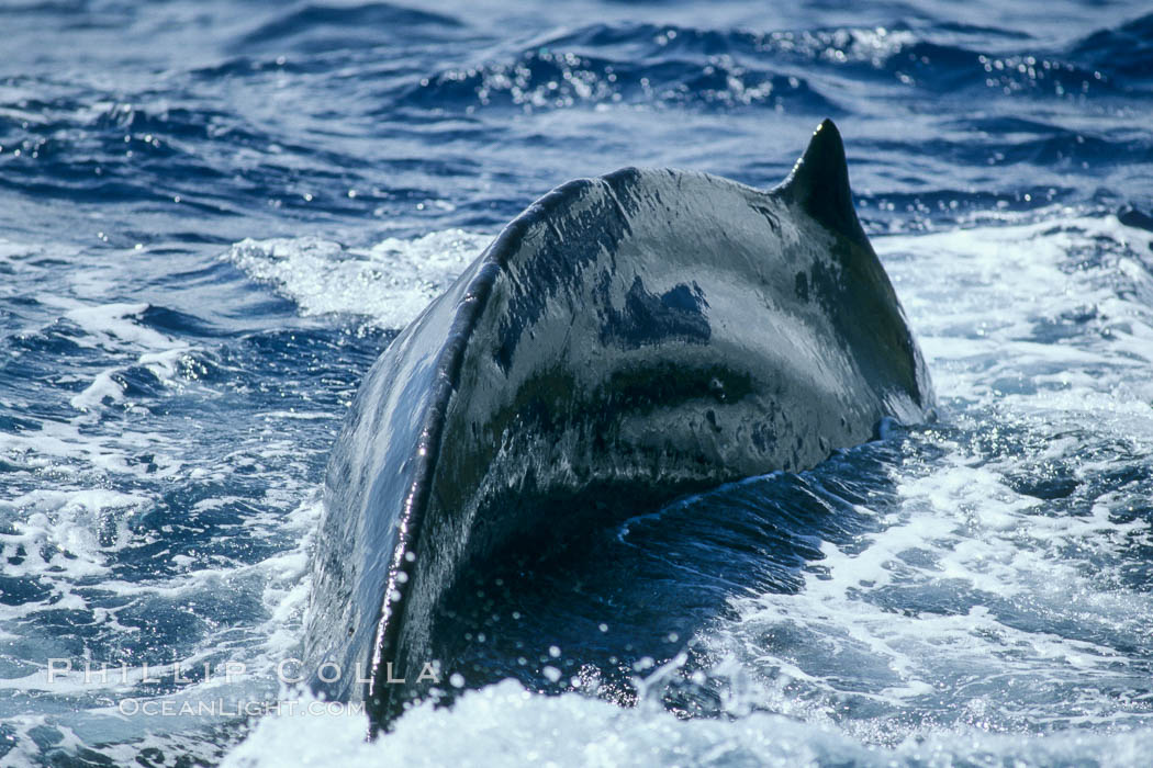 Humpback whale dorsal fin and dorsal ridge. Maui, Hawaii, USA, Megaptera novaeangliae, natural history stock photograph, photo id 04282