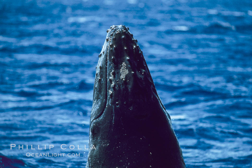 Humpback whale calf with small patch of whale lice on top of rostrum. Maui, Hawaii, USA, Megaptera novaeangliae, natural history stock photograph, photo id 04290