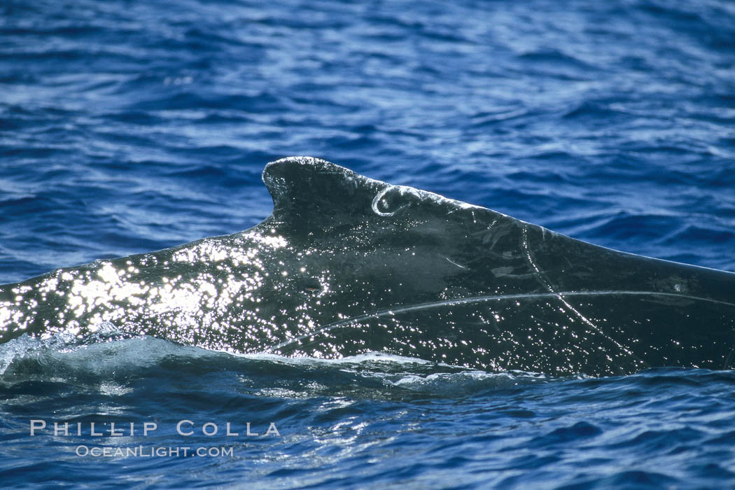 Humpback whale dorsal fin. Maui, Hawaii, USA, Megaptera novaeangliae, natural history stock photograph, photo id 04302
