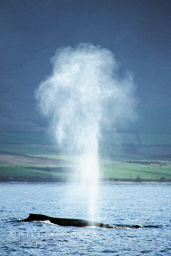 Humpback whale, blowing. Maui, Hawaii, USA, Megaptera novaeangliae, natural history stock photograph, photo id 04390