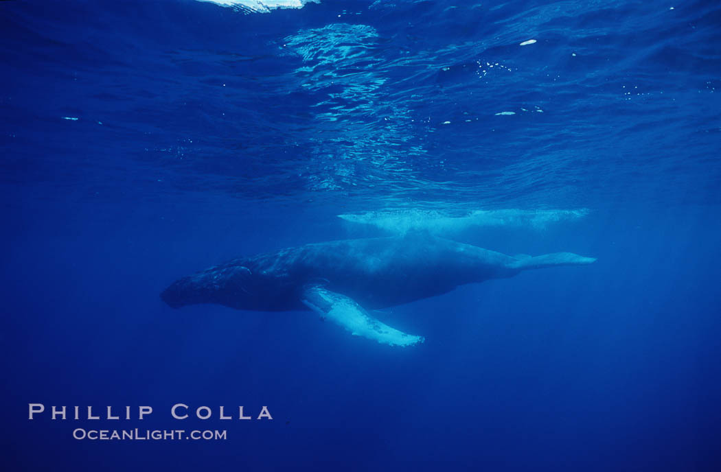 North Pacific humpback whale. Maui, Hawaii, USA, Megaptera novaeangliae, natural history stock photograph, photo id 05930