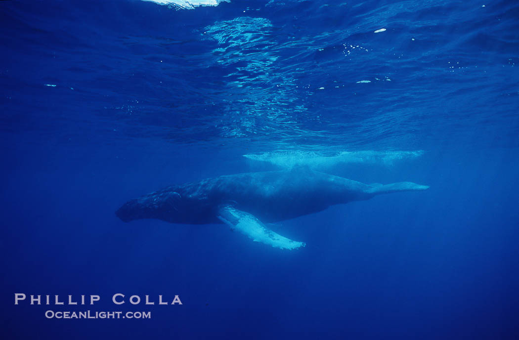 North Pacific humpback whale., Megaptera novaeangliae, natural history stock photograph, photo id 05930