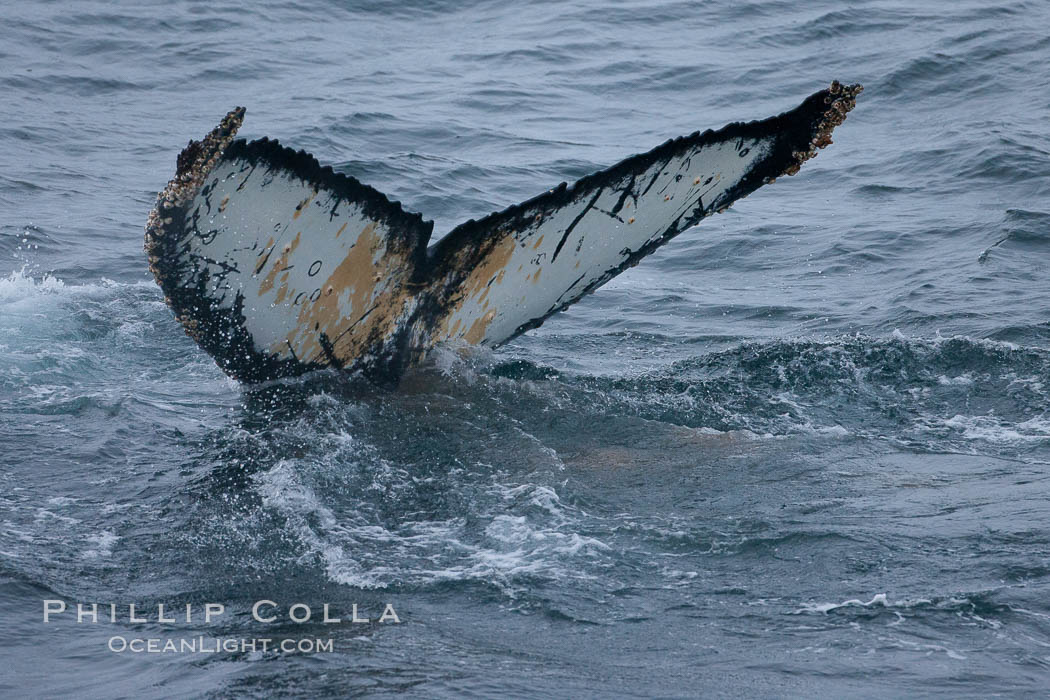 Humpback whale, raising its fluke before it dives.  The distinctive patterns on the underside of the whales fluke allow it to be identified by researchers.11. Gerlache Strait, Antarctic Peninsula, Antarctica, Megaptera novaeangliae, natural history stock photograph, photo id 25686