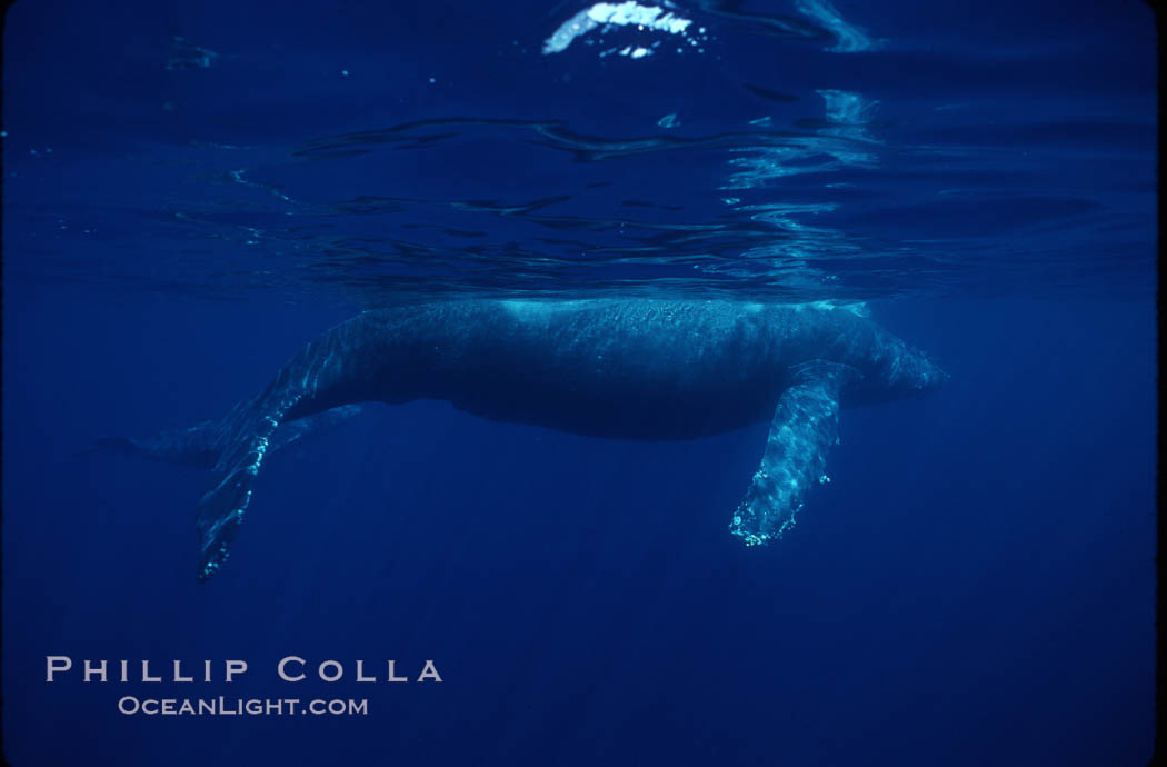 North Pacific humpback whale. Maui, Hawaii, USA, Megaptera novaeangliae, natural history stock photograph, photo id 00164