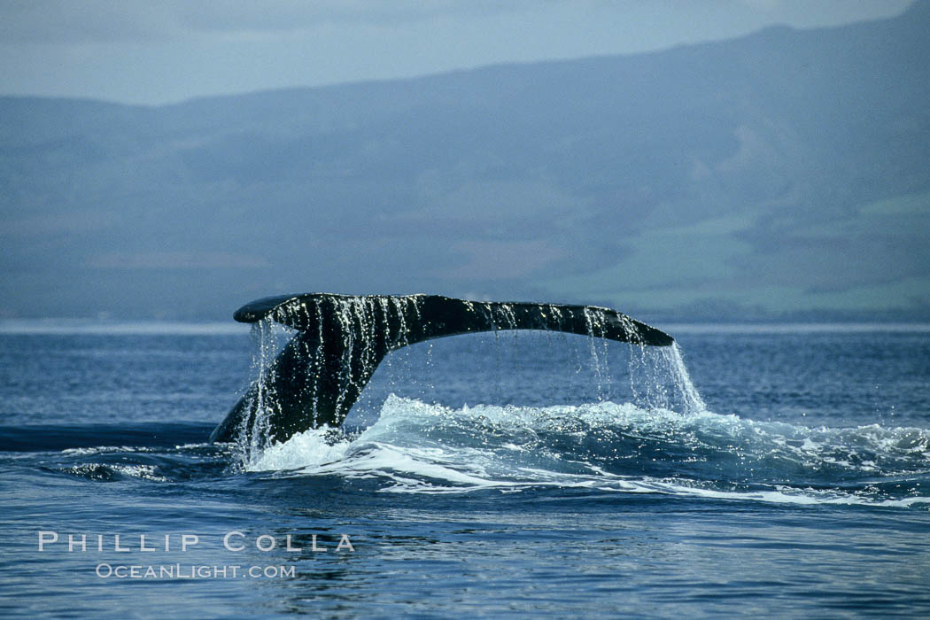 Humpback whale raising fluke (tail) out of the water before making a dive. Maui, Hawaii, USA, Megaptera novaeangliae, natural history stock photograph, photo id 00176