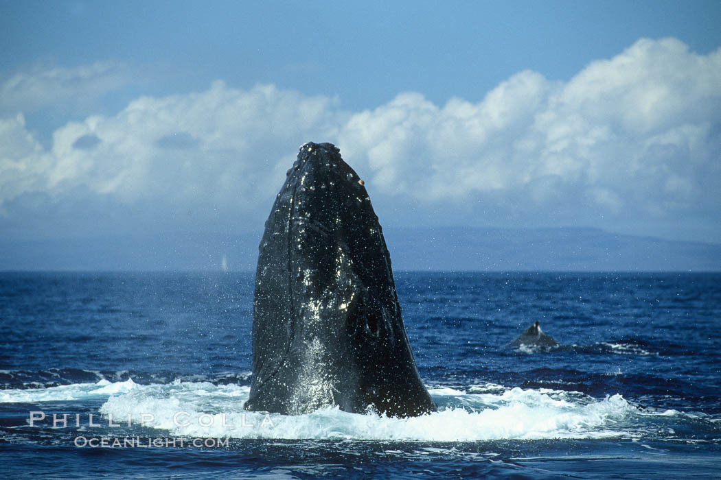 Humpback whale spy-hopping, raising its rostrum clear of the water for a few moments at a time. Maui, Hawaii, USA, Megaptera novaeangliae, natural history stock photograph, photo id 00340