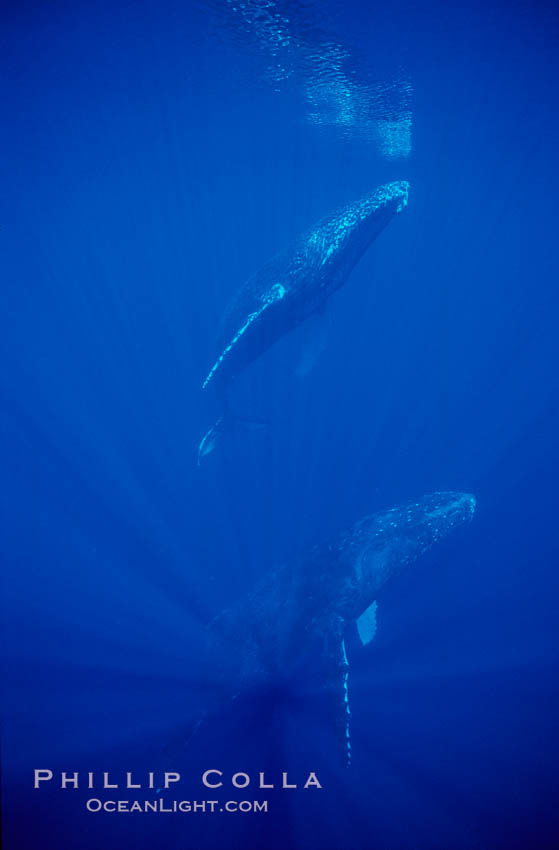 North Pacific humpback whale, resting pair. Maui, Hawaii, USA, Megaptera novaeangliae, natural history stock photograph, photo id 00360