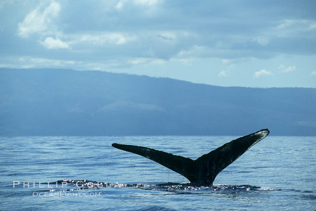 Humpback whale raising fluke (tail) out of the water before making a dive. Maui, Hawaii, USA, Megaptera novaeangliae, natural history stock photograph, photo id 00436