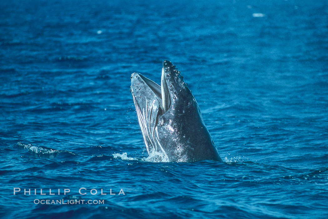 Humpback whale calf with open mouth out of the water. Maui, Hawaii, USA, Megaptera novaeangliae, natural history stock photograph, photo id 01432