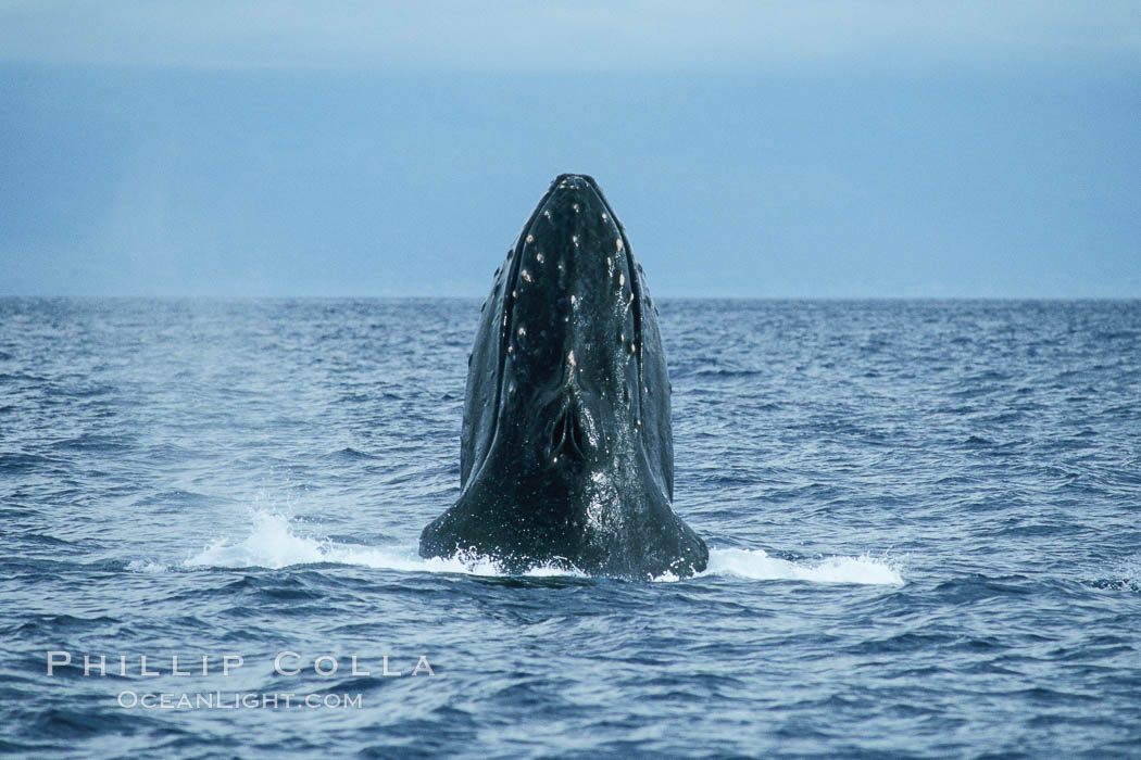 Humpback whale, rostrum raised, dorsal aspect showing bloody tubercles from competitive activities. Maui, Hawaii, USA, Megaptera novaeangliae, natural history stock photograph, photo id 04388