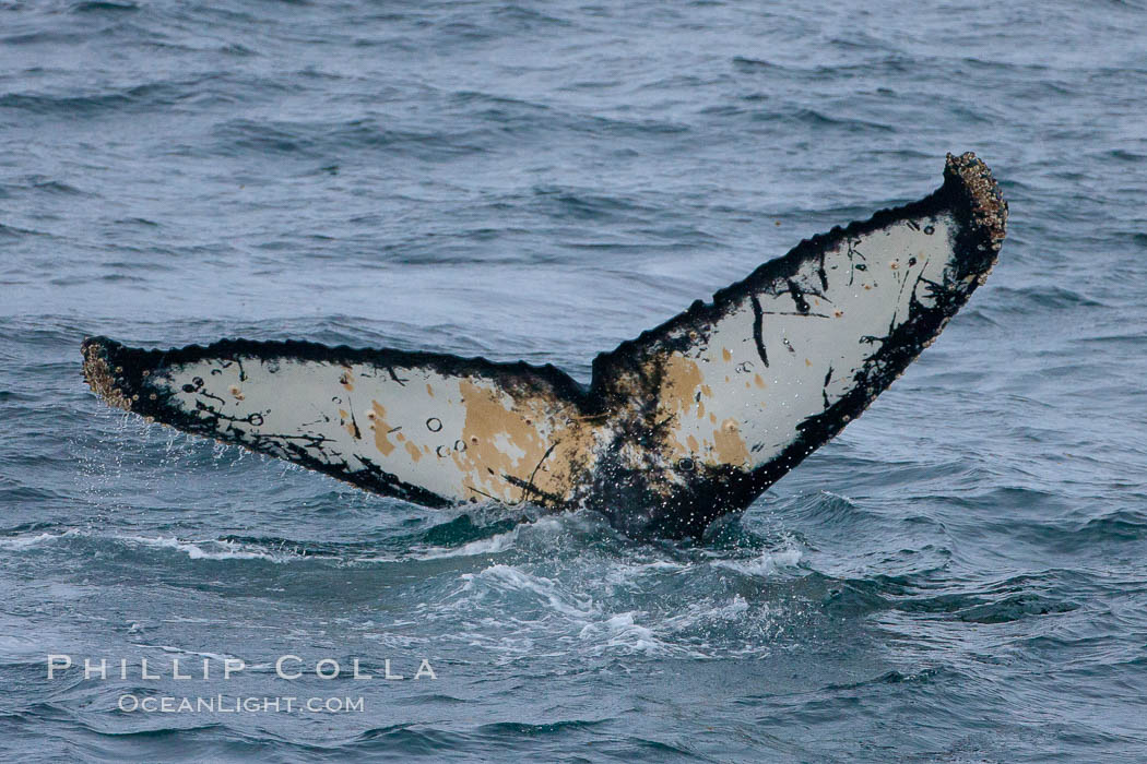 Humpback whale, raising its fluke before it dives.  The distinctive patterns on the underside of the whales fluke allow it to be identified by researchers.11. Gerlache Strait, Antarctic Peninsula, Antarctica, Megaptera novaeangliae, natural history stock photograph, photo id 25684