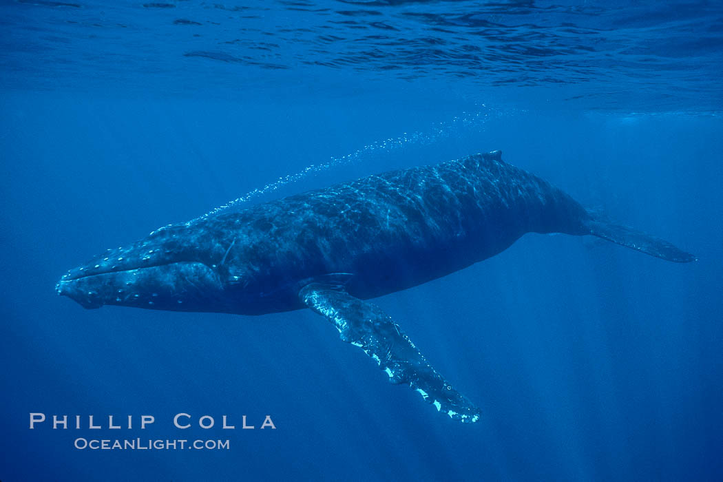 North Pacific humpback whale. Maui, Hawaii, USA, Megaptera novaeangliae, natural history stock photograph, photo id 00167