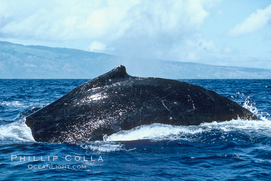 Humpback whale rounding out at the surface before diving, showing its dorsal fin. Maui, Hawaii, USA, Megaptera novaeangliae, natural history stock photograph, photo id 00199