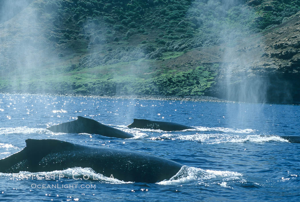 North Pacific humpback whales, competitive group exhaling at the surface. Maui, Hawaii, USA, Megaptera novaeangliae, natural history stock photograph, photo id 02155