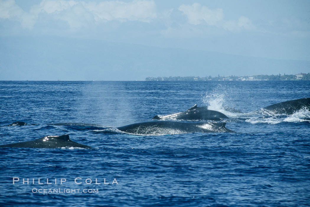 Humpback whale surface active group. Maui, Hawaii, USA, Megaptera novaeangliae, natural history stock photograph, photo id 04247