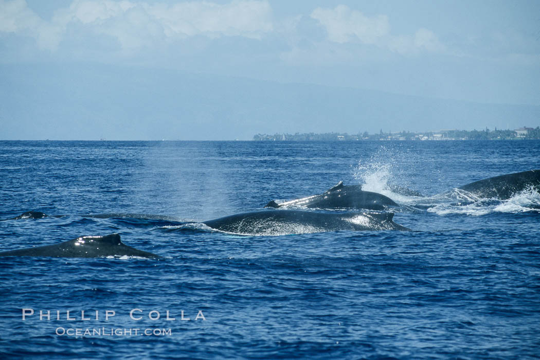 Humpback whale surface active group. Maui, Hawaii, USA, Megaptera novaeangliae, natural history stock photograph, photo id 04247