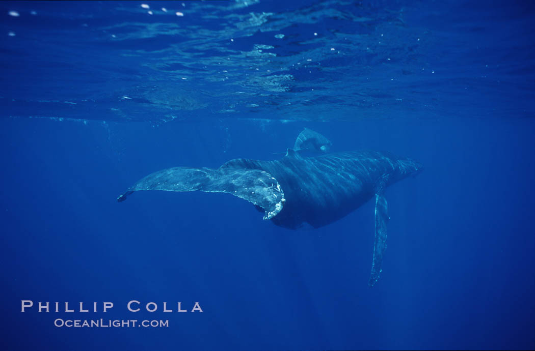 North Pacific humpback whale, fluke in foreground. Maui, Hawaii, USA, Megaptera novaeangliae, natural history stock photograph, photo id 00145