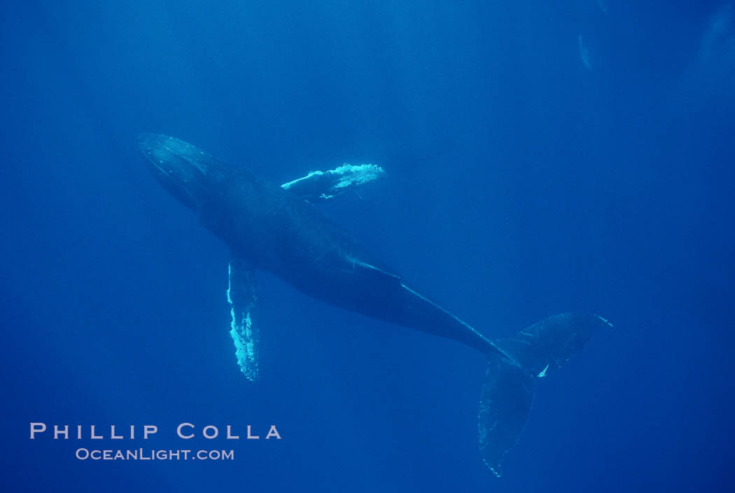 North Pacific humpback whale. Maui, Hawaii, USA, Megaptera novaeangliae, natural history stock photograph, photo id 00165