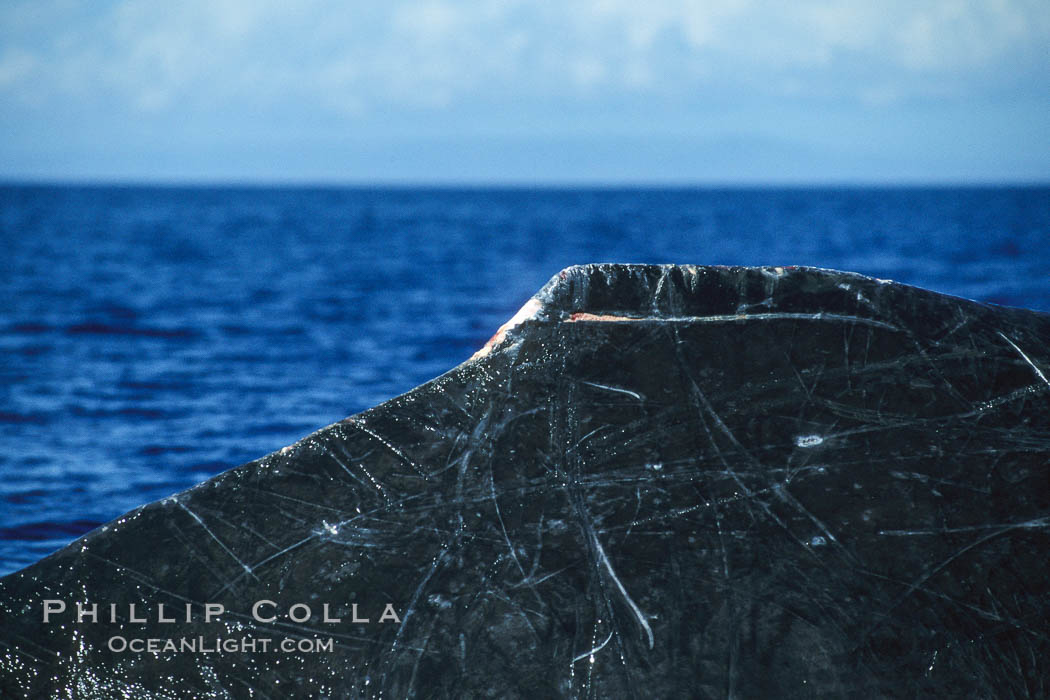 Humpback whale dorsal fin detail, showing small wounds from recent competitive interactions with other whales. Maui, Hawaii, USA, Megaptera novaeangliae, natural history stock photograph, photo id 00337