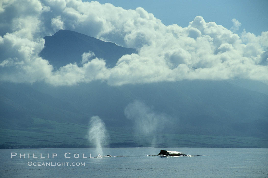 Humpback whales at the surface, volcano and clouds. Maui, Hawaii, USA, Megaptera novaeangliae, natural history stock photograph, photo id 00425