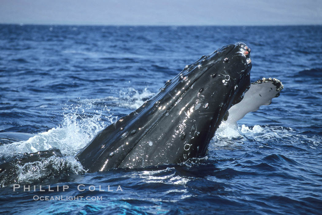Humpback whale surface active group, male escort crucifix blocking another escort. Maui, Hawaii, USA, Megaptera novaeangliae, natural history stock photograph, photo id 04253