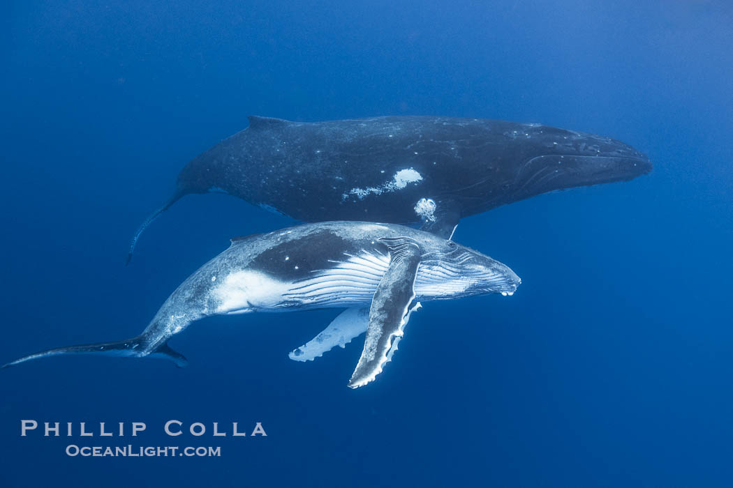 Humpback mother and calf swimming together underwater, Moorea Island, French Polynesia., Megaptera novaeangliae, natural history stock photograph, photo id 41408