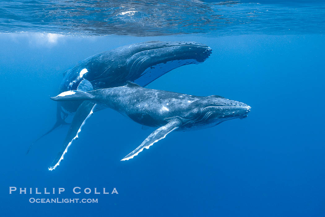 Humpback mother and calf swimming together underwater, Moorea Island, French Polynesia. France, Megaptera novaeangliae, natural history stock photograph, photo id 41339