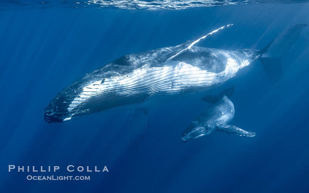 Humpback mother and calf swimming together underwater, Moorea Island, French Polynesia, Megaptera novaeangliae Humpback mother and calf swimming together underwater, Moorea Island, French Polynesia, Megaptera novaeangliae