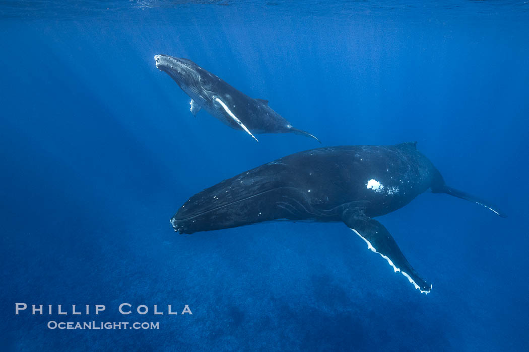 Humpback mother and calf swimming together underwater, Moorea Island, French Polynesia., Megaptera novaeangliae, natural history stock photograph, photo id 41385