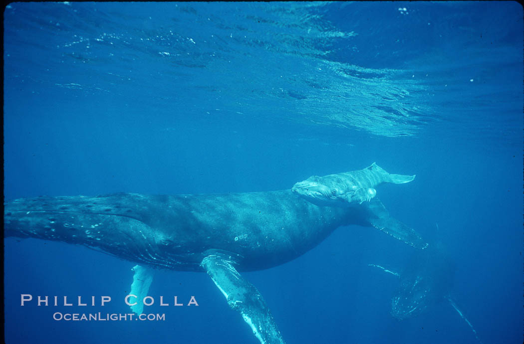 North Pacific humpback whale, cow/calf. Maui, Hawaii, USA, Megaptera novaeangliae, natural history stock photograph, photo id 00150