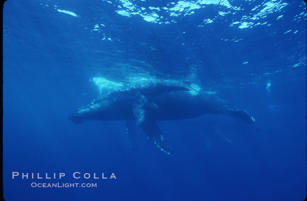 North Pacific humpback whale. Maui, Hawaii, USA, Megaptera novaeangliae, natural history stock photograph, photo id 00154