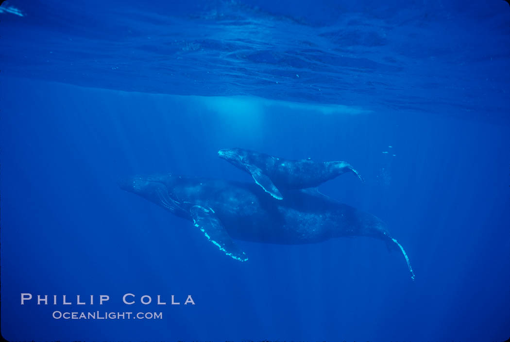 North Pacific humpback whale, cow/calf. Maui, Hawaii, USA, Megaptera novaeangliae, natural history stock photograph, photo id 00158