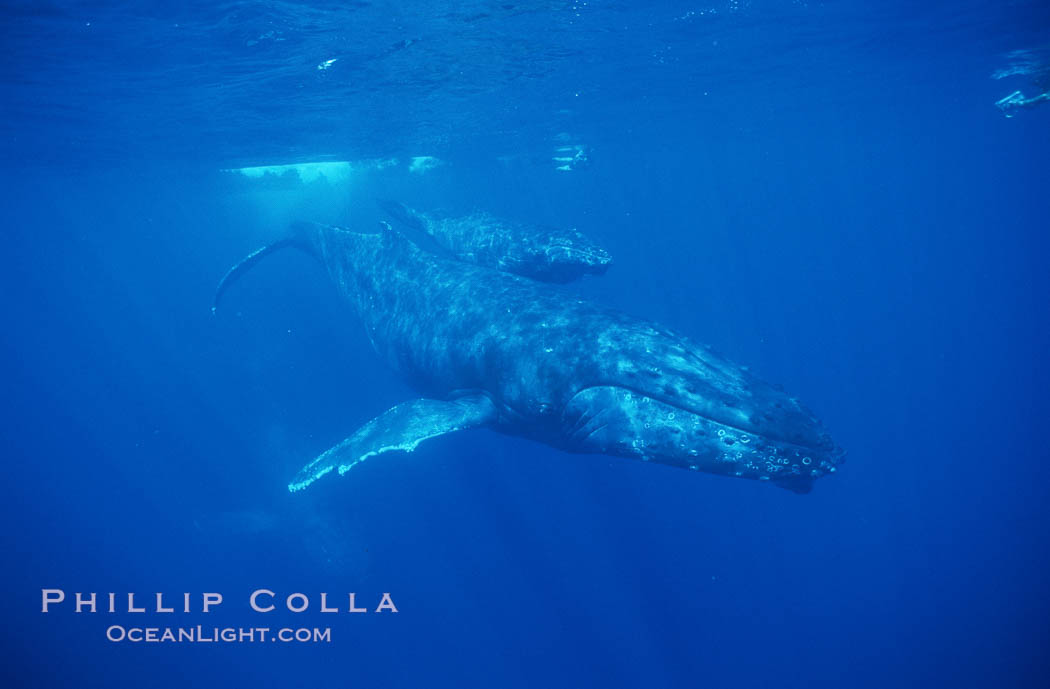 North Pacific humpback whale, cow/calf, research divers. Maui, Hawaii, USA, Megaptera novaeangliae, natural history stock photograph, photo id 00542