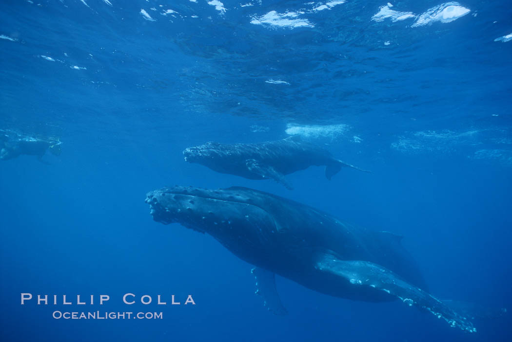 North Pacific humpback whale, mother and calf, research diver. Maui, Hawaii, USA, Megaptera novaeangliae, natural history stock photograph, photo id 00546