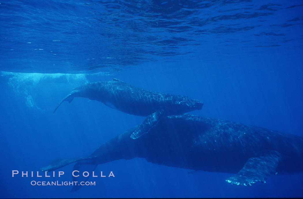 North Pacific humpback whale, mother and calf. Maui, Hawaii, USA, Megaptera novaeangliae, natural history stock photograph, photo id 01238