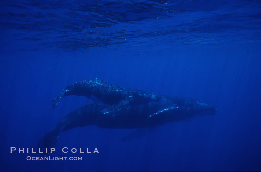 North Pacific humpback whale, mother and calf. Maui, Hawaii, USA, Megaptera novaeangliae, natural history stock photograph, photo id 01242