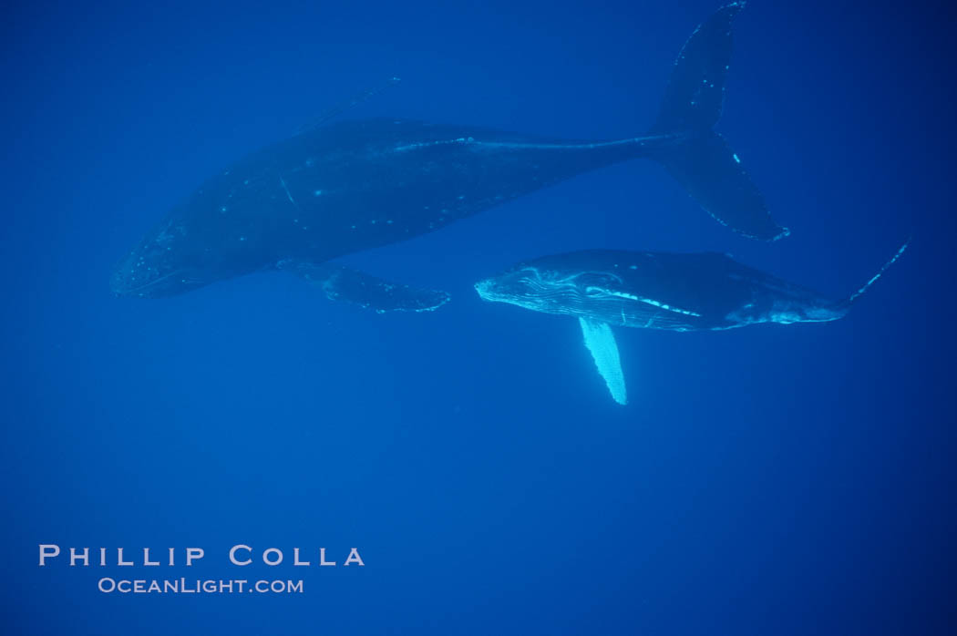 North Pacific humpback whale, mother and calf. Maui, Hawaii, USA, Megaptera novaeangliae, natural history stock photograph, photo id 01314